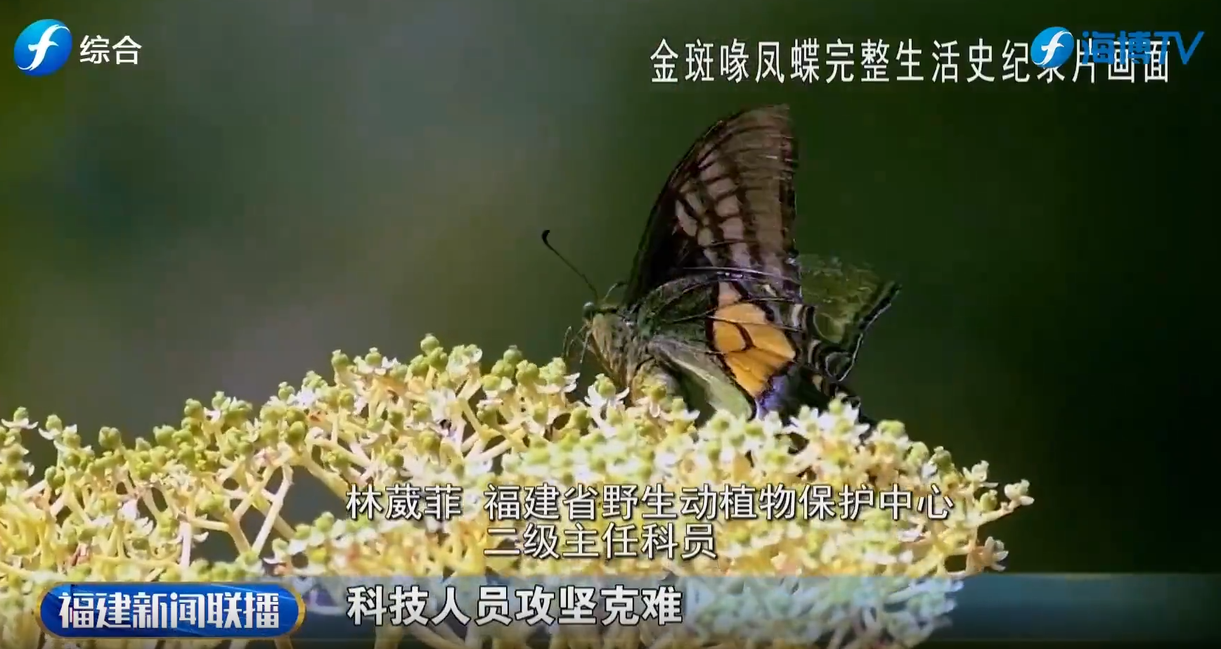 视频 | 填补空白！福建省在全国首次发布“蝶中皇后”金斑喙凤蝶完整生活史纪录片