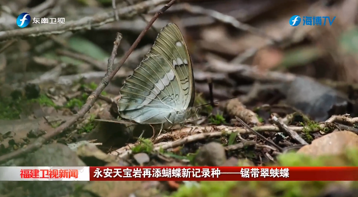 视频 | 永安天宝岩再添蝴蝶新记录种——锯带翠蛱蝶