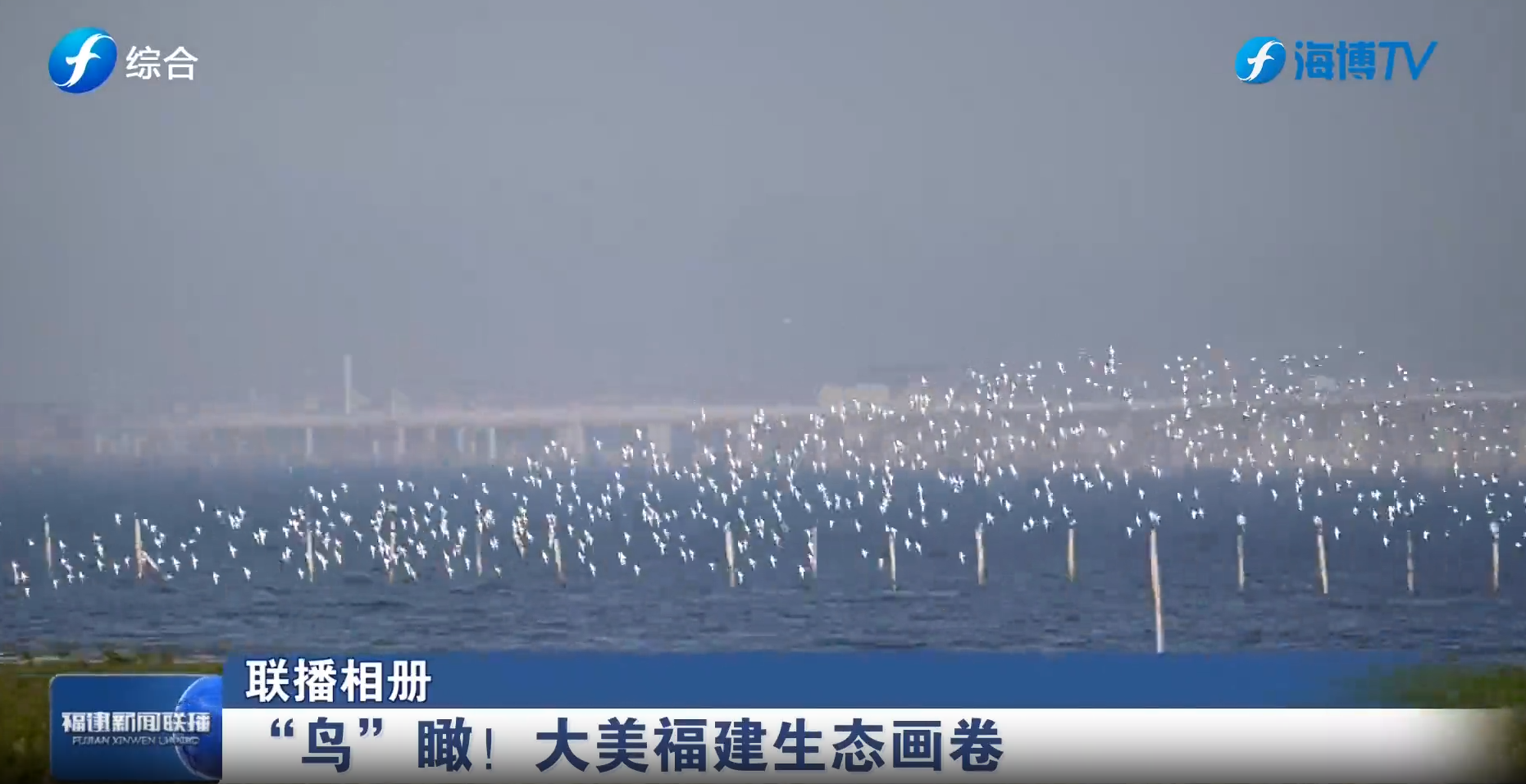 视频 | “鸟”瞰！大美福建生态画卷