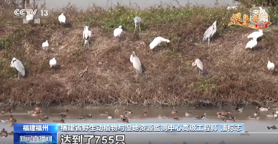 “自带饭勺”的小鸟连续3年光顾 鸟类越冬驿站实现生态升级