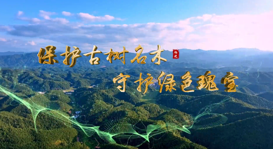 走进“福建最美古树群” | 保护古树名木 守护绿色瑰宝