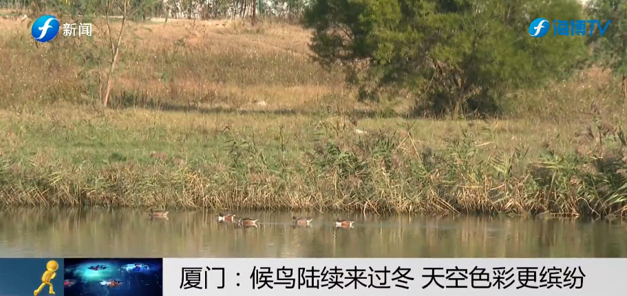 视频 | 厦门：候鸟陆续来过冬 天空色彩更缤纷