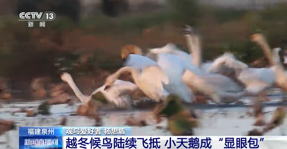 视频 | 福建泉州：越冬候鸟陆续飞抵，小天鹅成“显眼包”