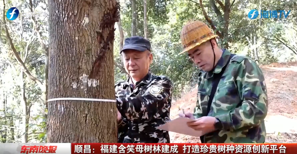 视频 | 顺昌：福建含笑母树林建成 打造珍贵树种资源创新平台