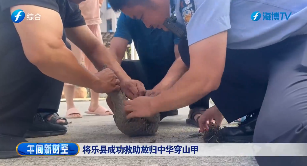 视频 | 将乐县成功救助放归中华穿山甲