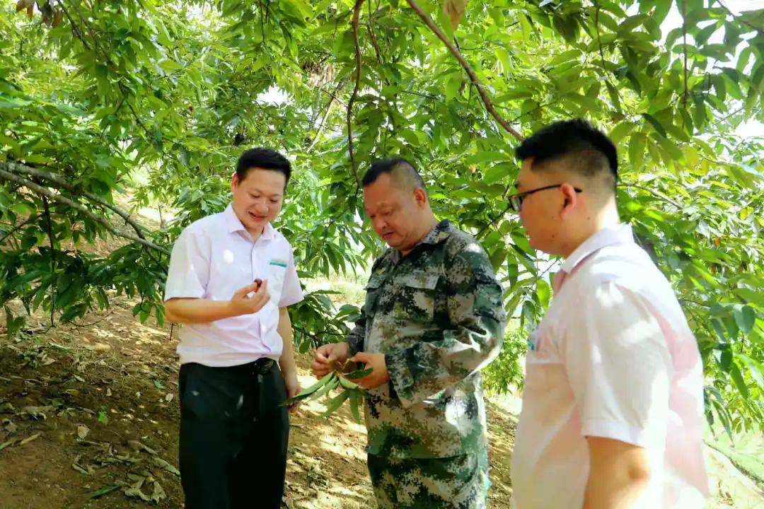 助力小锥栗变身“致富果”(分离图)农业银(2338654)-20251107161331.jpg