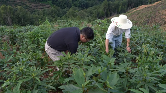 林下种植药材