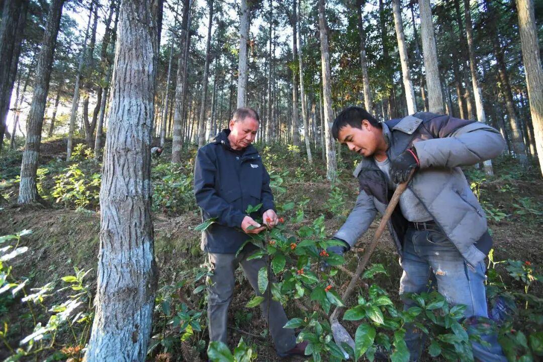 绿色产业迭代升级 兴林富民步履不停——探索福建“四库”联动、绿富同兴的密码