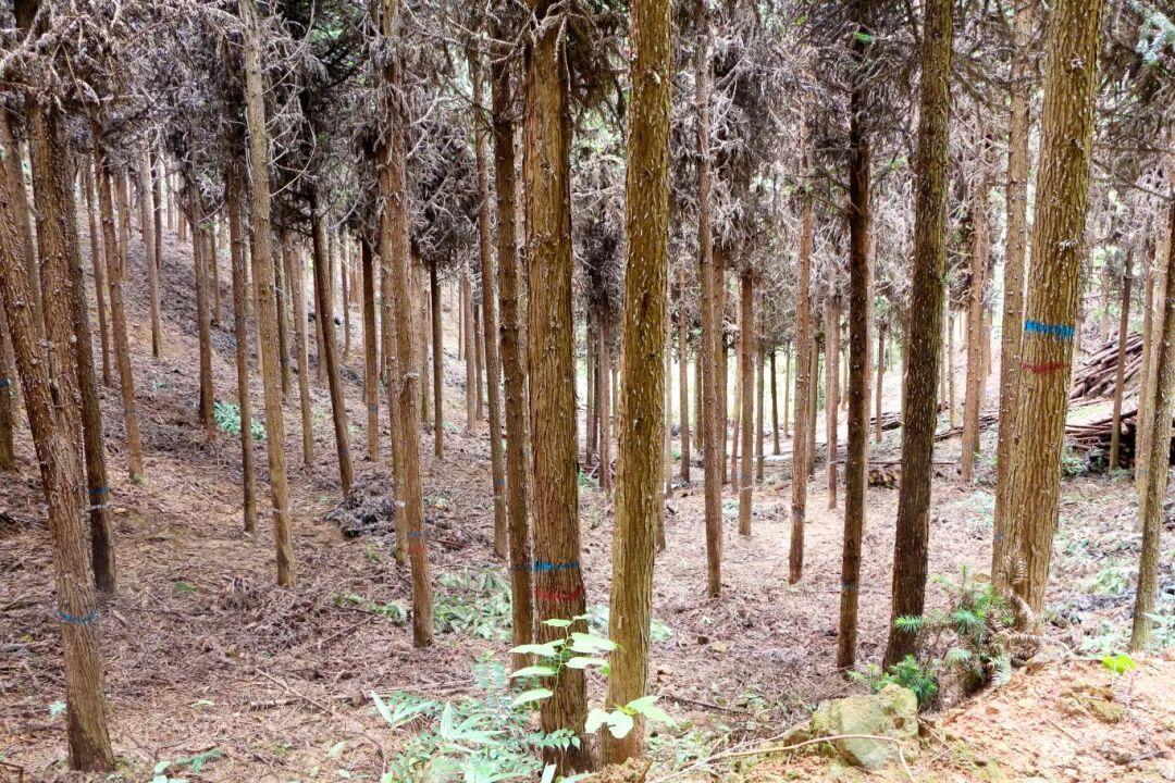 4.平岩管护站杉木林下空间清理.jpg