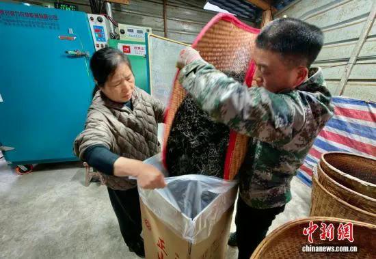 图为5月7日，护林员罗贤华与妻子将做好的春茶装箱。中新社记者 王东明 摄