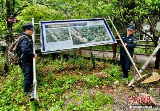 图为5月8日，护林员罗贤华（右）与武夷山国家公园福建桐木保护站工作人员孔飞将被风吹倒的景观介绍牌扶正。中新社记者 王东明 摄