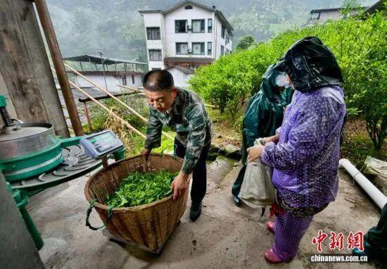 图为5月7日，护林员罗贤华正在家里收茶青。中新社记者 王东明 摄