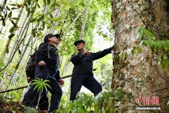 图为5月8日，护林员罗贤华（右）与武夷山国家公园福建桐木保护站工作人员孔飞正在巡山。中新社记者 王东明 摄