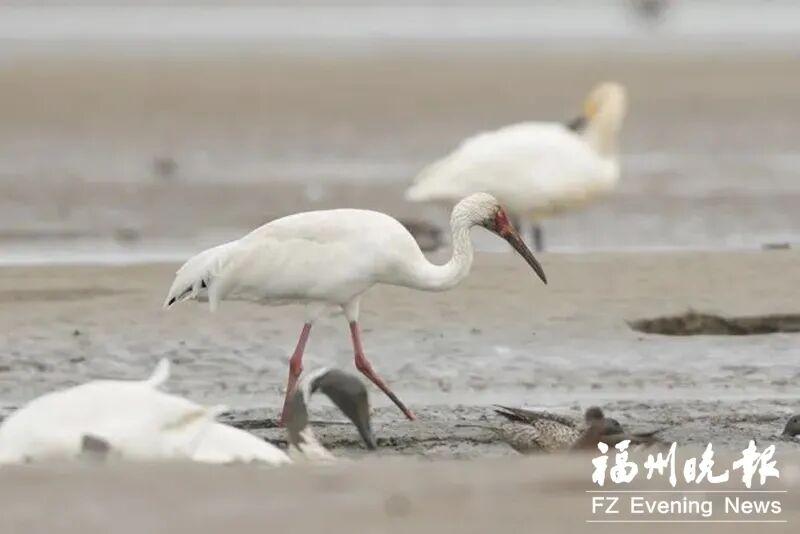 2024年闽江河口湿地“鸟口普查”结果揭晓