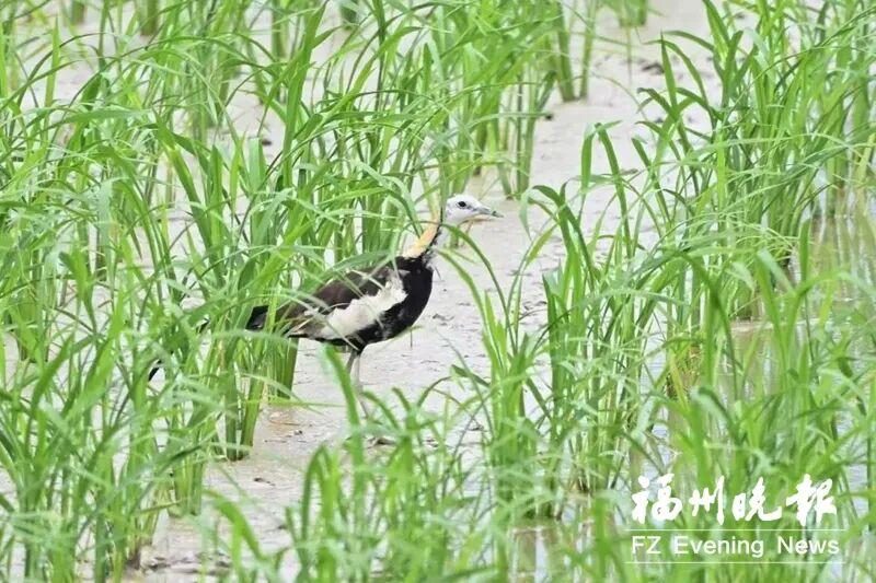2024年闽江河口湿地“鸟口普查”结果揭晓