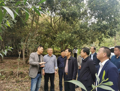福建省林业局领导到漳州市调研指导工作