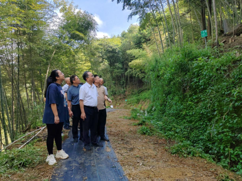 福建省林业局领导赴龙岩市新罗区调研林业执法和产业发展工作