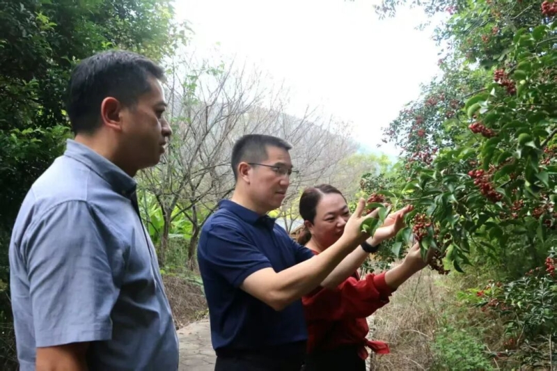 福建省林业局领导赴福清市调研指导林业工作