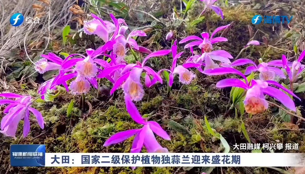 视频 | 大田：国家二级保护植物独蒜兰迎来盛花期