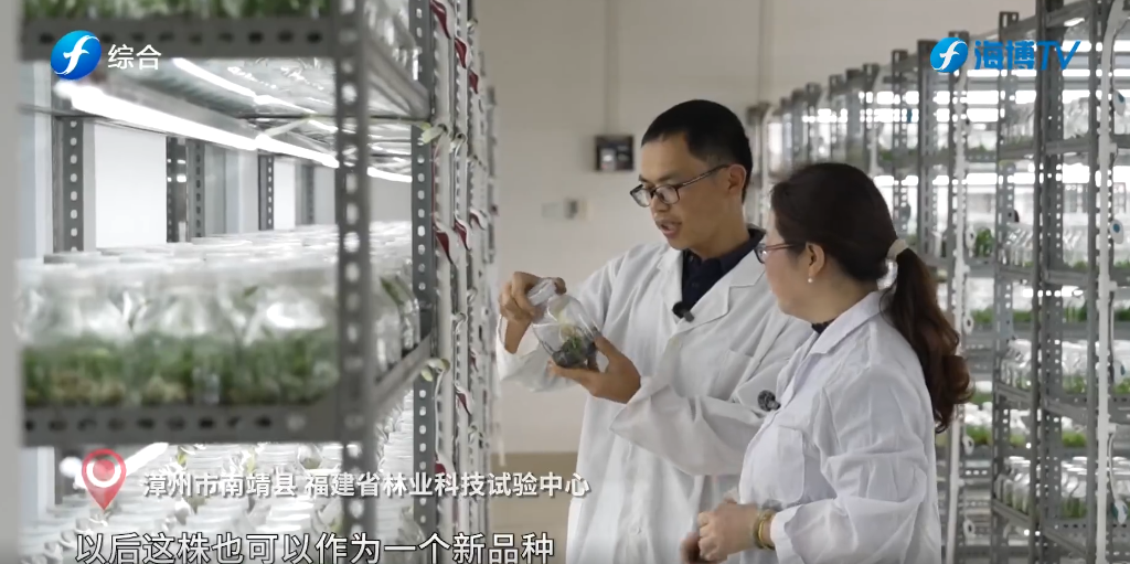 视频 | 南靖兰花：“链”接城乡 香飘海外