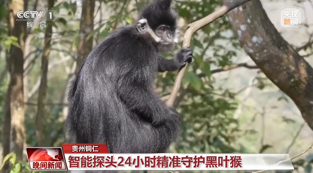 视频 | 2026国际生物多样性日：守护万物共生的美好家园
