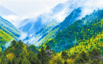 我国森林资源连续30多年保持"双增长" _ 林业动态 _ 福建省林业局