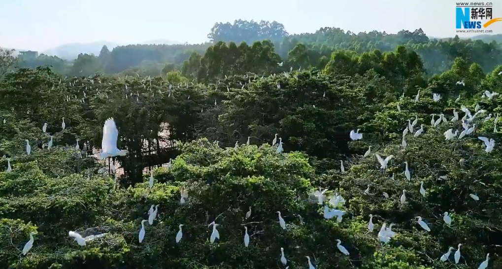 视频 | 福建漳浦：万鹭翔集舞翩跹