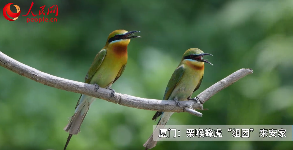 厦门：栗喉蜂虎“组团”来安家