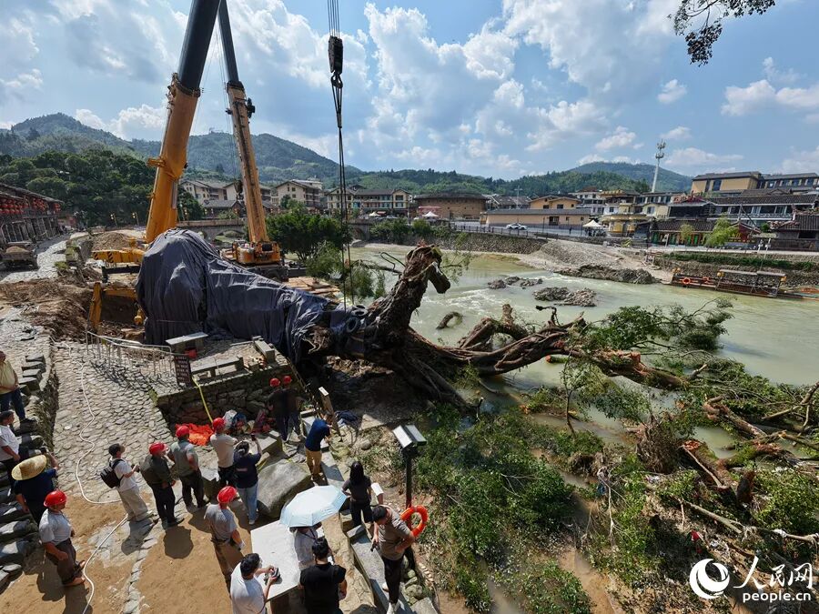 9月8日,两台大型吊装机械在倒伏古榕树旁作业。人民网记者 李昌乾摄