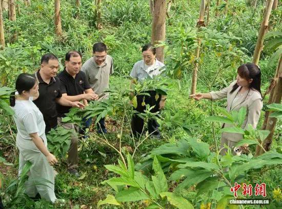 福建省农业科学院亚热带农业研究所专家到坂里乡为林农提供技术指导。长泰区融媒体中心供图