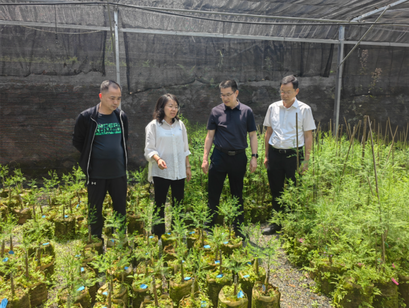 福建省林业局领导赴尤溪县指导水松等濒危植物保护工作